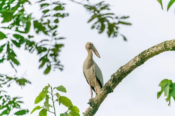 Een Witte Vogel Staand Tak Van Boom Wachten Jagen Insect — Stockfoto