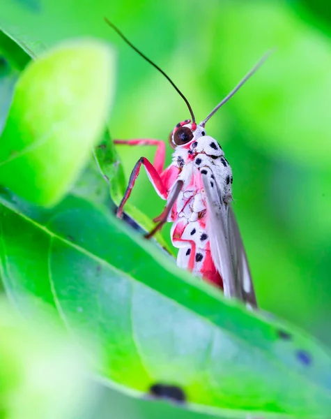 最も高い緑の葉の上に立つピンクの蝶 — ストック写真