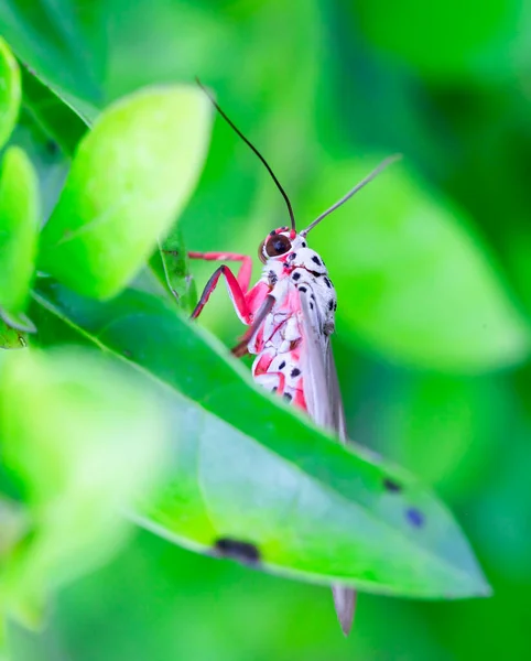 Een Roze Vlinder Staat Het Groene Blad Het Hoogste Uitzichtspunt — Stockfoto