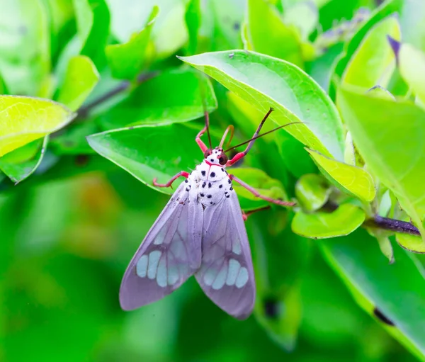 Een Roze Vlinder Staat Het Groene Blad Het Hoogste Uitzichtspunt — Stockfoto