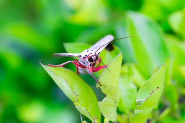 Een Roze Vlinder Staat Het Groene Blad Het Hoogste Uitzichtspunt — Stockfoto