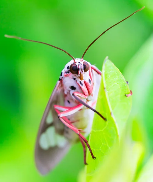 最も高い緑の葉の上に立つピンクの蝶 — ストック写真
