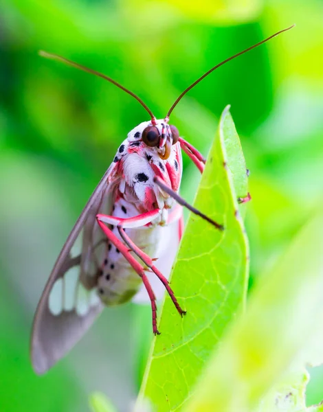 Růžový Motýl Stojící Zeleném Listu Nejvyšším Výhledu Royalty Free Stock Fotografie