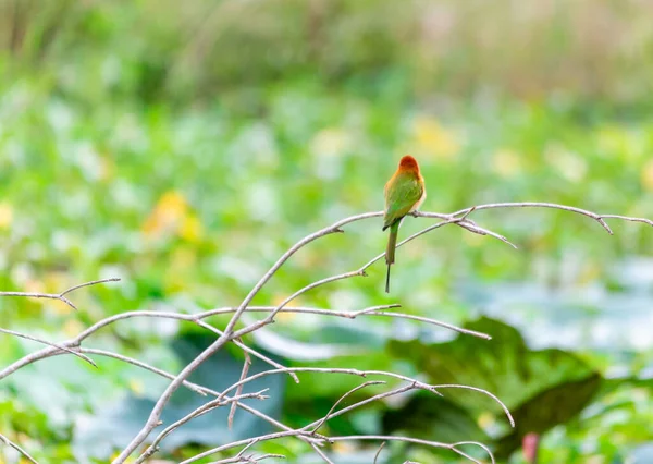 Pequeño Pájaro Abejero Verde Pie Rama Madera Pantano Loto Rosa — Foto de Stock