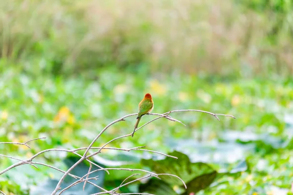 Kleine Groene Bijeneter Vogel Die Houttak Staat Het Roze Lotusmoeras — Stockfoto