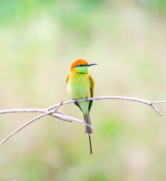 Kleine Groene Bijeneter Vogel Die Houttak Staat Het Roze Lotusmoeras — Stockfoto