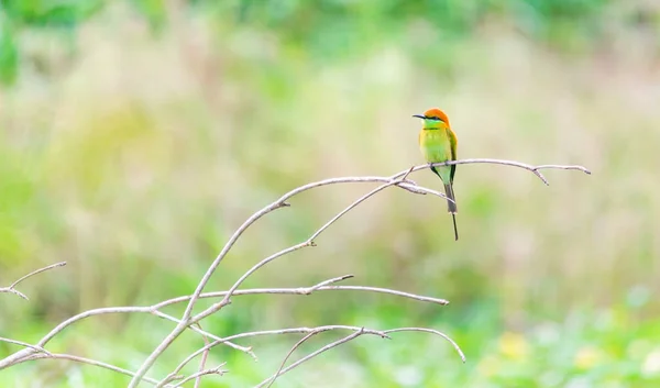 Petit Oiseau Vert Mangeur Abeilles Debout Sur Branche Bois Dans — Photo