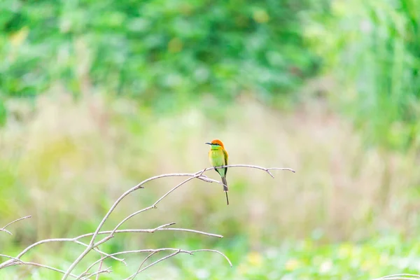 朝日に狩猟昆虫を待っているピンクの蓮沼の木の枝に立つ小さな緑の蜂を食べる鳥 — ストック写真