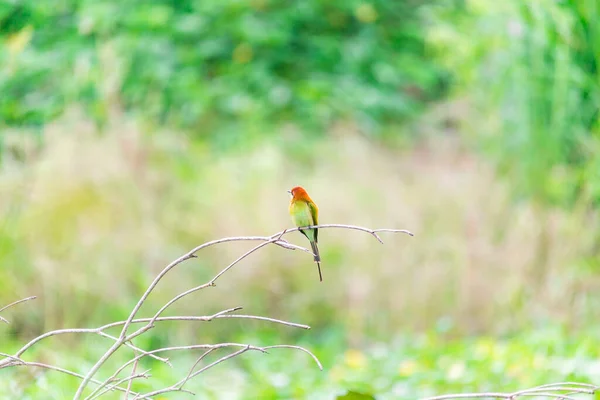 Malý Zelený Včeložrout Ptáček Stojí Větvi Růžové Lotosové Bažině Čeká — Stock fotografie