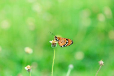 Sade kaplan kelebeği sarı çiçeğin küçük dalında duruyor yumuşak yeşil ve bokeh arkaplanda. Kelebek fotoğrafçılığı bir makro lens tarafından çekildi..
