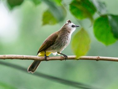 Tayland 'ın yerel bölgesinde bir ağacın dalında duran sarı havalandırmalı Bulbul.