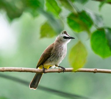 Tayland 'ın yerel bölgesinde bir ağacın dalında duran sarı havalandırmalı Bulbul.