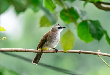 Tayland 'ın yerel bölgesinde bir ağacın dalında duran sarı havalandırmalı Bulbul.