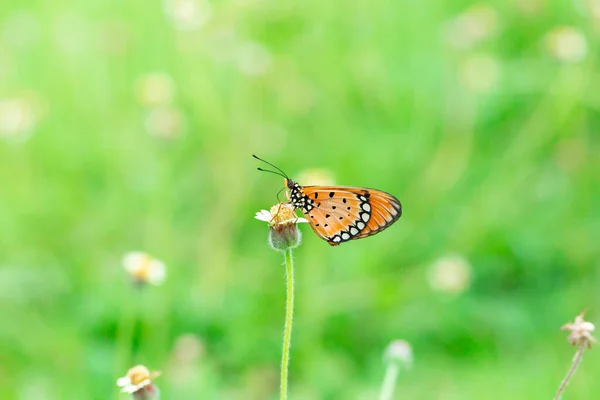 Plain Tiger Butterfly Standing Small Branch Yellow Flower Soft Green — Stock Photo, Image