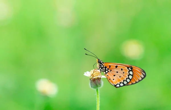 Farfalla Tigre Pianura Piedi Sul Piccolo Ramo Del Fiore Giallo — Foto Stock