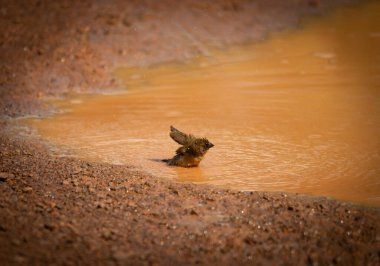 Pul göğüslü Munia kuşu gün içinde serinlemek için yolun ortasındaki gölette yüzüyor.