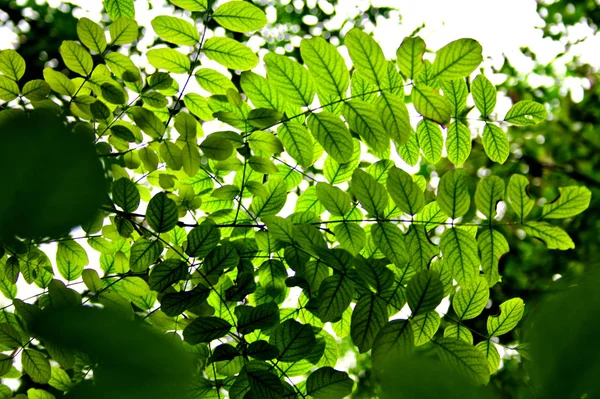 Hojas Bajo Cielo Soleado — Foto de Stock