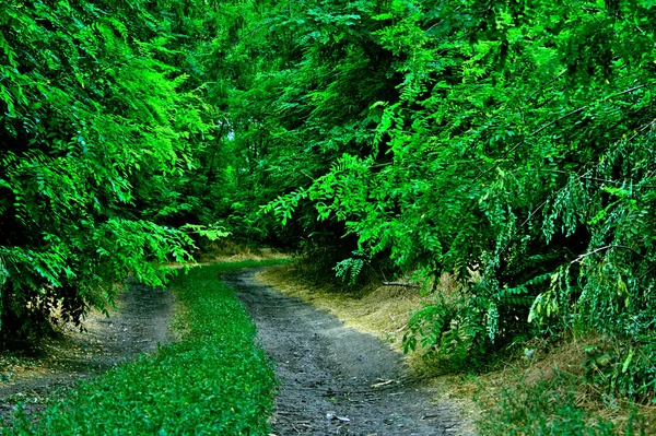 Perspectiva Verde Camino Tierra — Foto de Stock