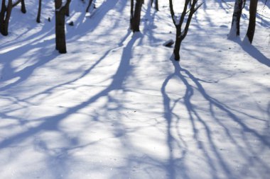 Parkta kar parlak güneşli mutlu kış günü. Karda ağaçların gölgeleri var..
