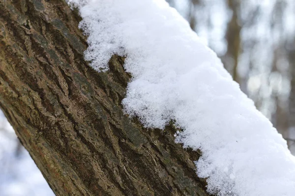 Snö i parken ljust solig glad vinterdag. Vit snö täcker trädet. — Stockfoto