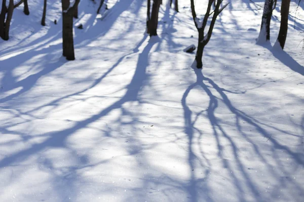 Parkta kar parlak güneşli mutlu kış günü. Karda ağaçların gölgeleri var..