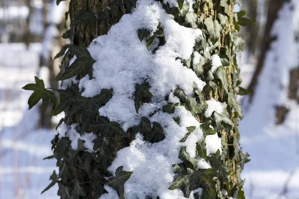 Snö i parken är en ljus solig glad vinterdag. Murgröna med snö på ett träd bark. — Stockfoto