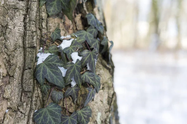 Snö i parken är en ljus solig vinterdag. Murgröna med snö på ett träd bark. — Stockfoto