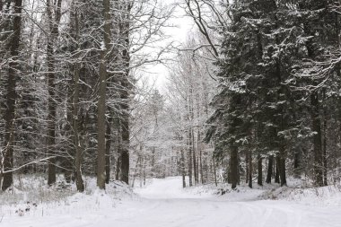 Kış ormanındaki dallardan ışık. Yolda kar var. Soğuk kış. Kapak. Donmuş yüzey.