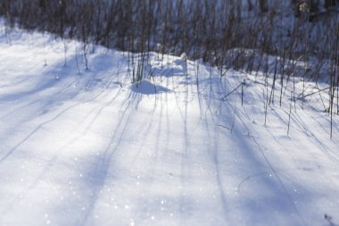 Bir kış parkında dalları ile Işık. Yolda kar var. Soğuk kış. Donmuş yüzey. Çimenlerden bir gölge kar örtüsüne düşüyor..