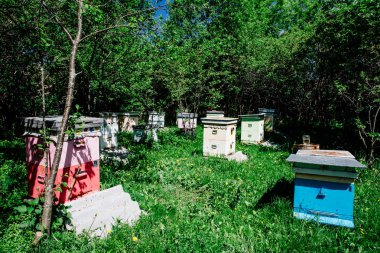 Tarlada arı kovanları