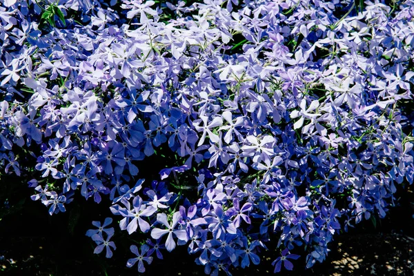 Flores Fondo Del Cielo Azul — Foto de Stock