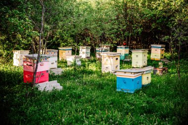 Arı yetiştiricisi arıları üzerinde çalışıyor.