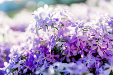 Çiçekli soyut mavi arkaplan