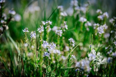 Bahçede çiçekler ve bitkiler