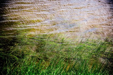 Orman ve mavi gökyüzü