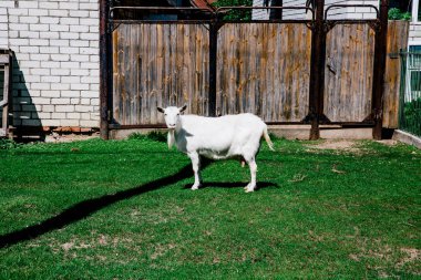 Çayırdaki keçiler sana bakıyor.
