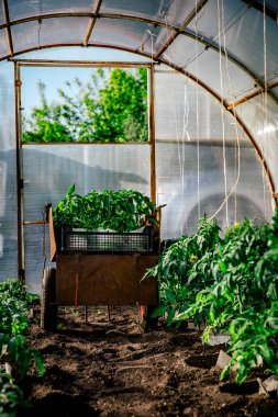 Bir seradaki sardunya bitkileri