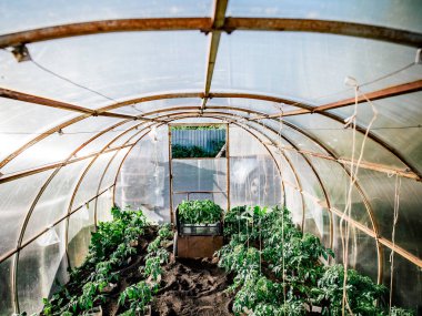 Bir seradaki sardunya bitkileri