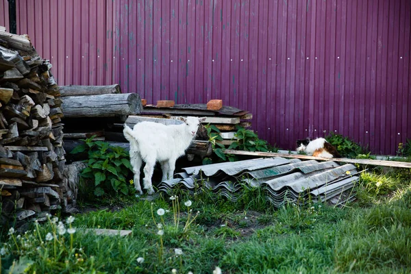 农场里的山羊 — 图库照片