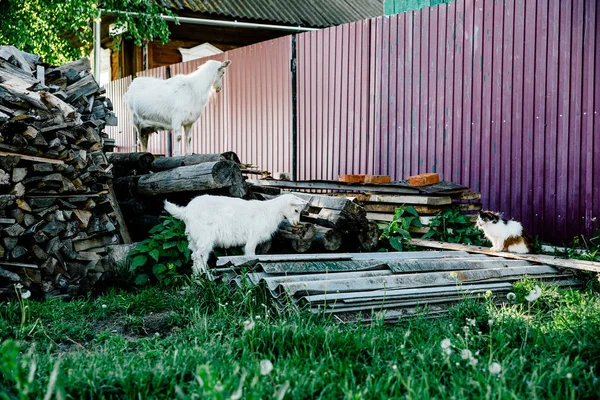 Goats Farm — Stock Photo, Image