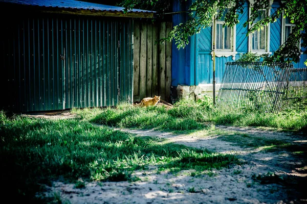 Old Wooden Door Orange Cat — Stock Photo, Image