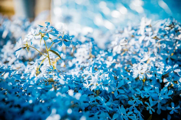 Abstrakte Blaue Hintergrund Mit Blumen — Stockfoto