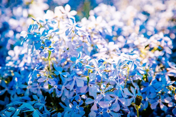 Abstract Blue Background Flowers — Stock Photo, Image