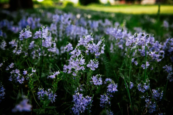 Blumen Und Pflanzen Garten — Stockfoto