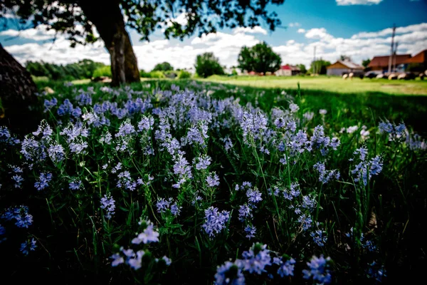 Wald Und Blauer Himmel — Stockfoto