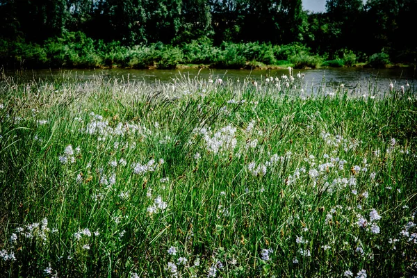 Floresta Céu Azul — Fotografia de Stock