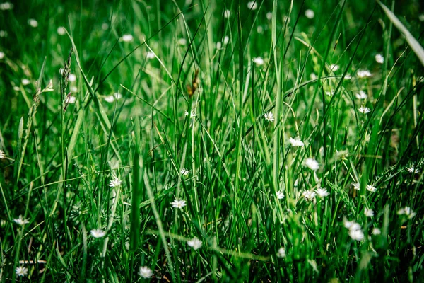 Fleurs Plantes Dans Jardin — Photo