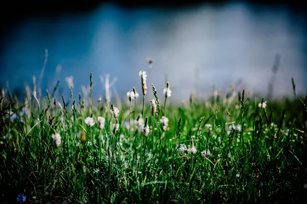 Blumen Und Pflanzen Garten — Stockfoto