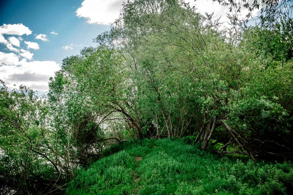 Bos Blauwe Lucht — Stockfoto