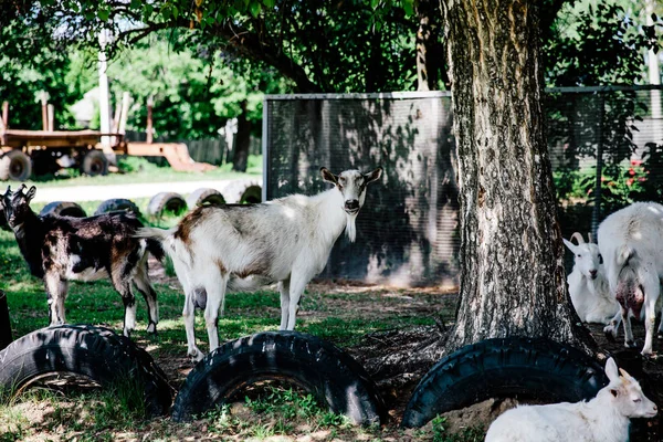 Goats Meadowlooking You — Stock Photo, Image